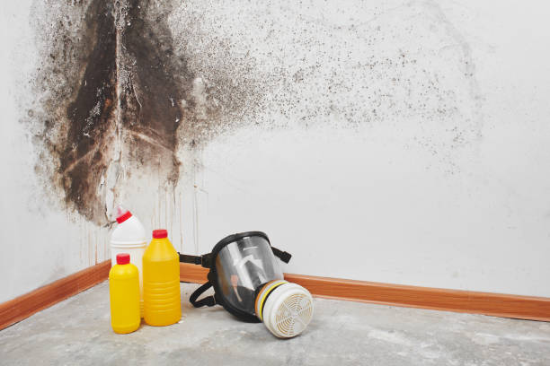 Best Fast Mold Removal  in Brookland, AR