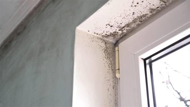 Best Mold Removal Process  in Brookland, AR