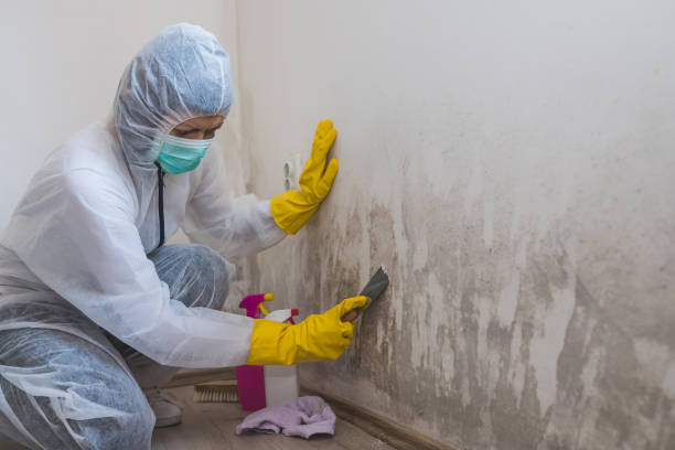 Best Commercial Mold Removal  in Brookland, AR