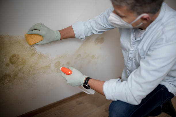 Mold Removal Process in Brookland, AR