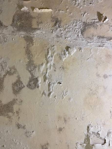Best Black Mold Removal  in Brookland, AR