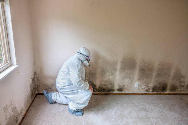 Best Certified Mold Removal  in Brookland, AR