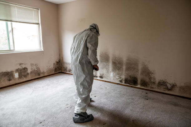 Best Local Mold Removal Service  in Brookland, AR