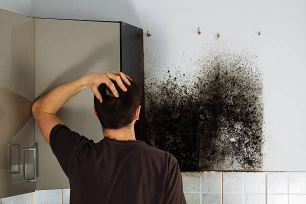 Best Mold Cleaning Services  in Brookland, AR