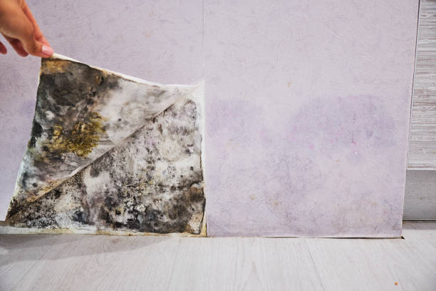 Best Attic Mold Removal  in Brookland, AR